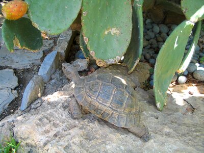 Wild wildlife tropical