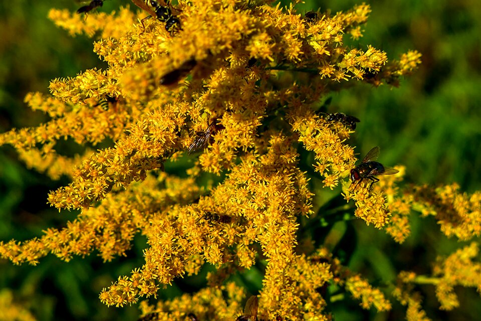 Plant bee ornament