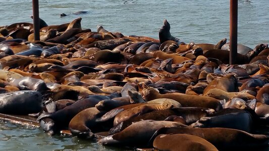 Astoria animal dock
