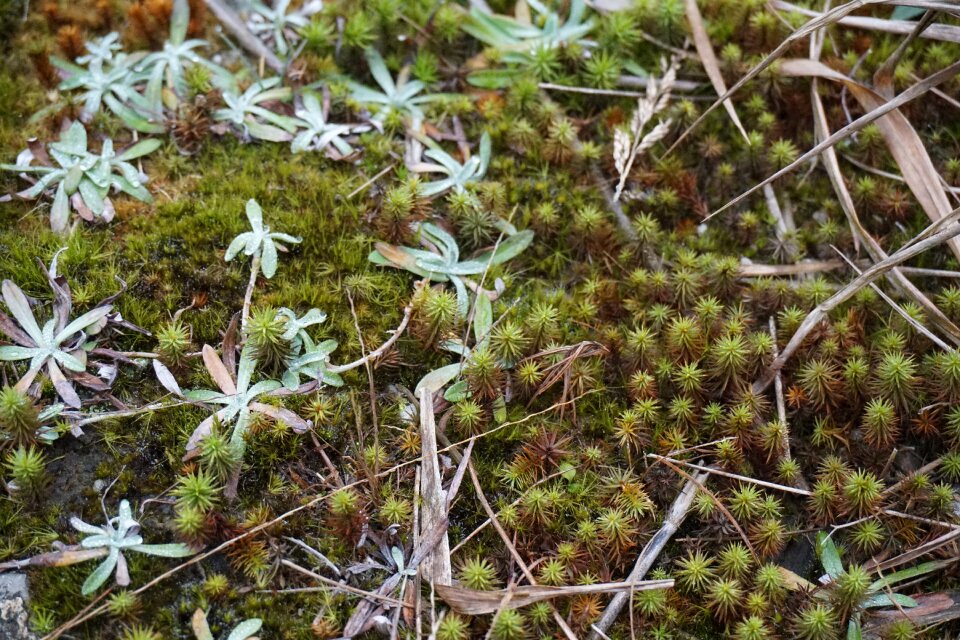 Plant guilin surface