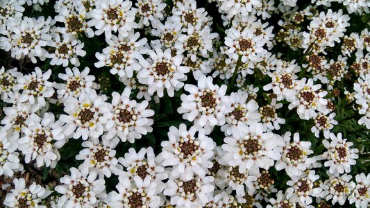 Flower spring white flower