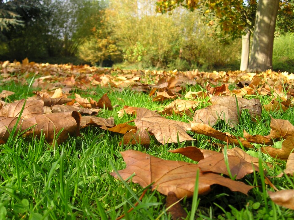 Leaf tree season