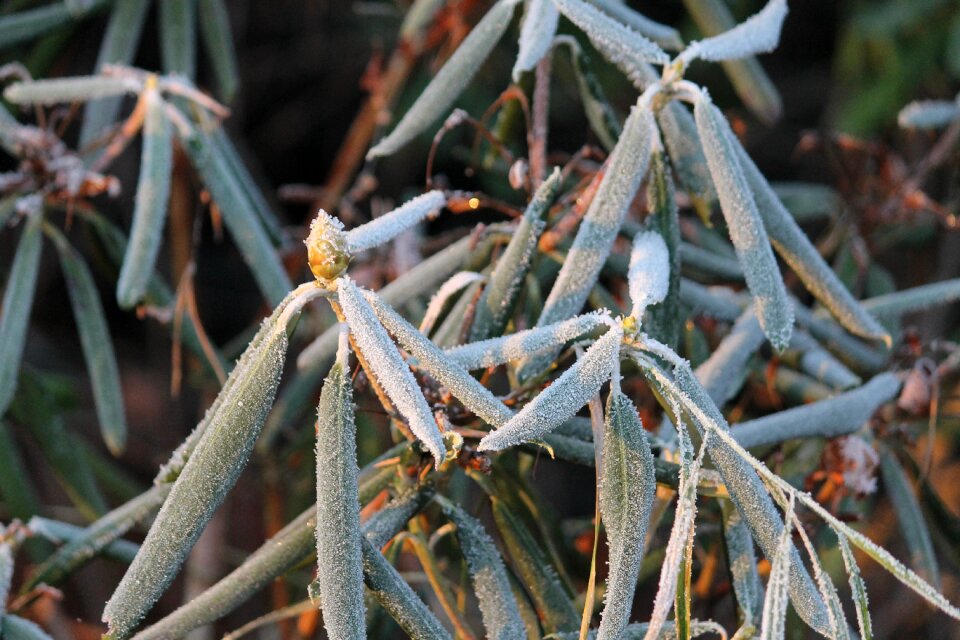January freeze green