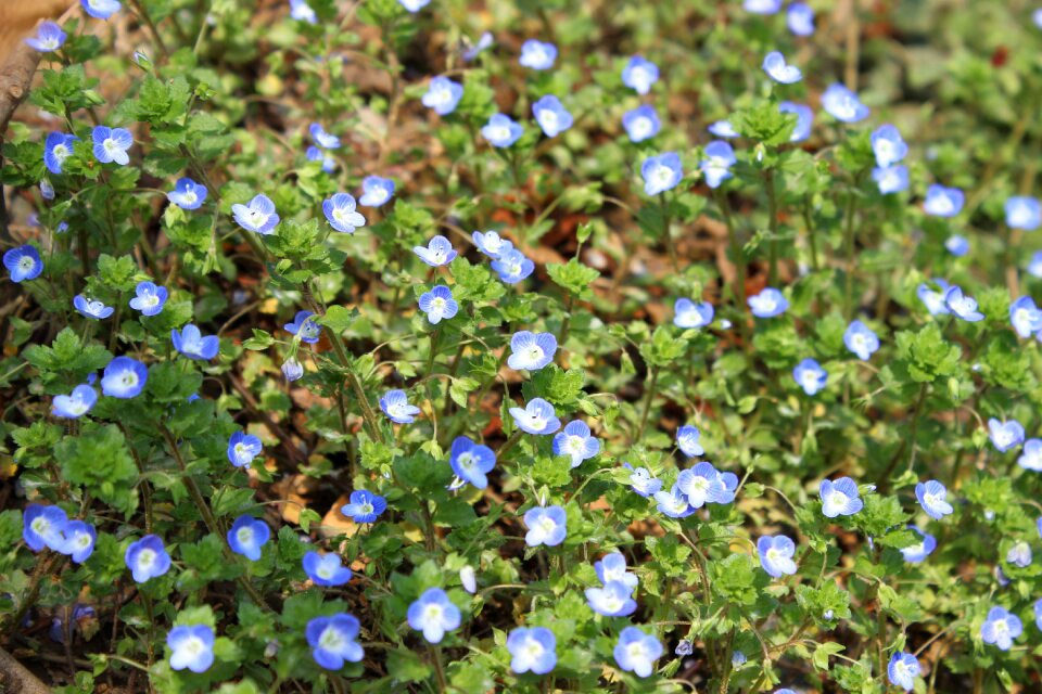 Land wild flowers turf