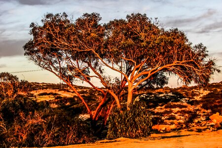 Cavo greko tree