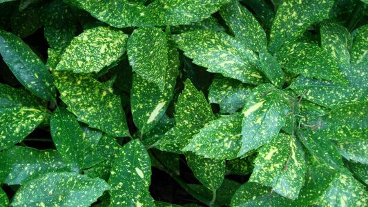 Green leaf green natural