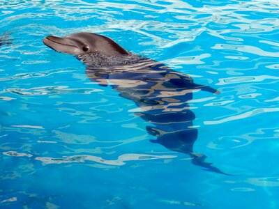 Dolphinarium marine animal marine mammal
