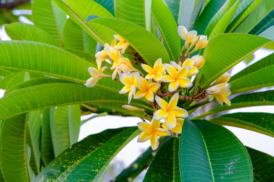 Yellow frangipani fragrapanti