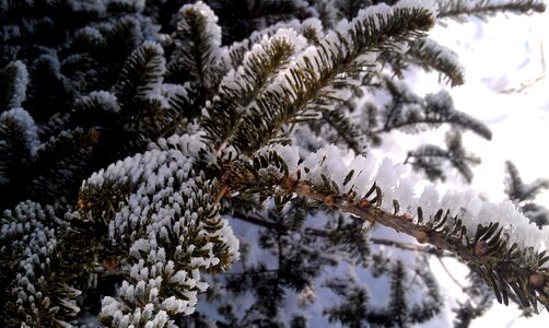 Snow tree winter trees