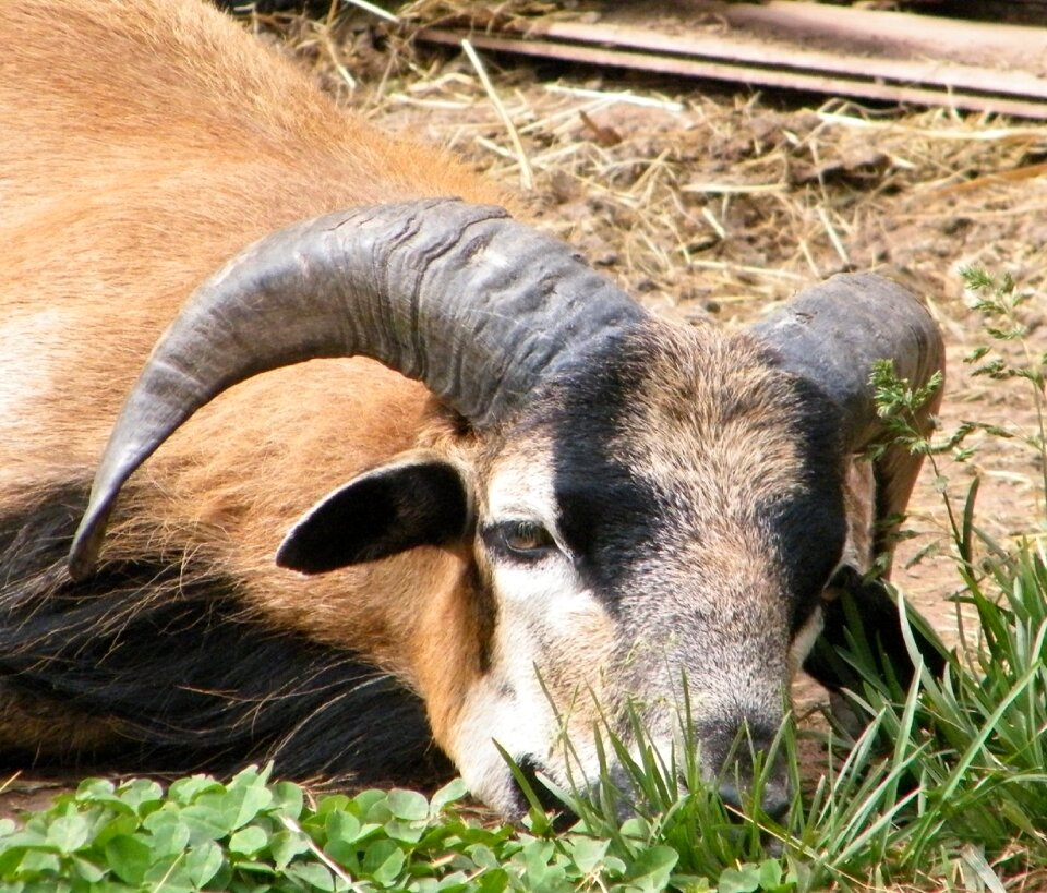 Billy goat petting zoo pet
