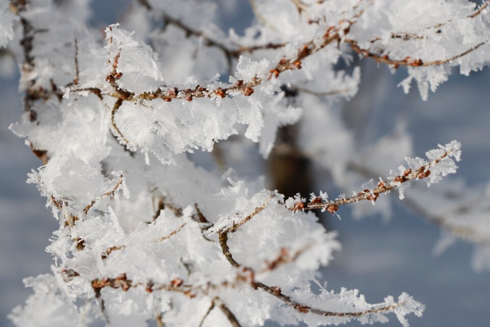 Winter hoarfrost aesthetic