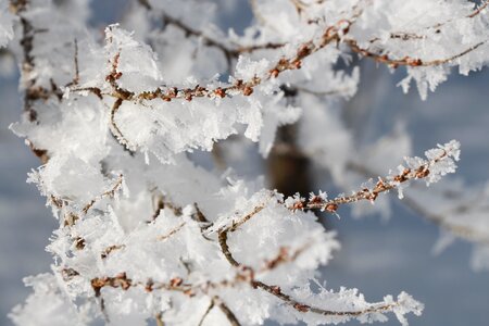 Winter hoarfrost aesthetic