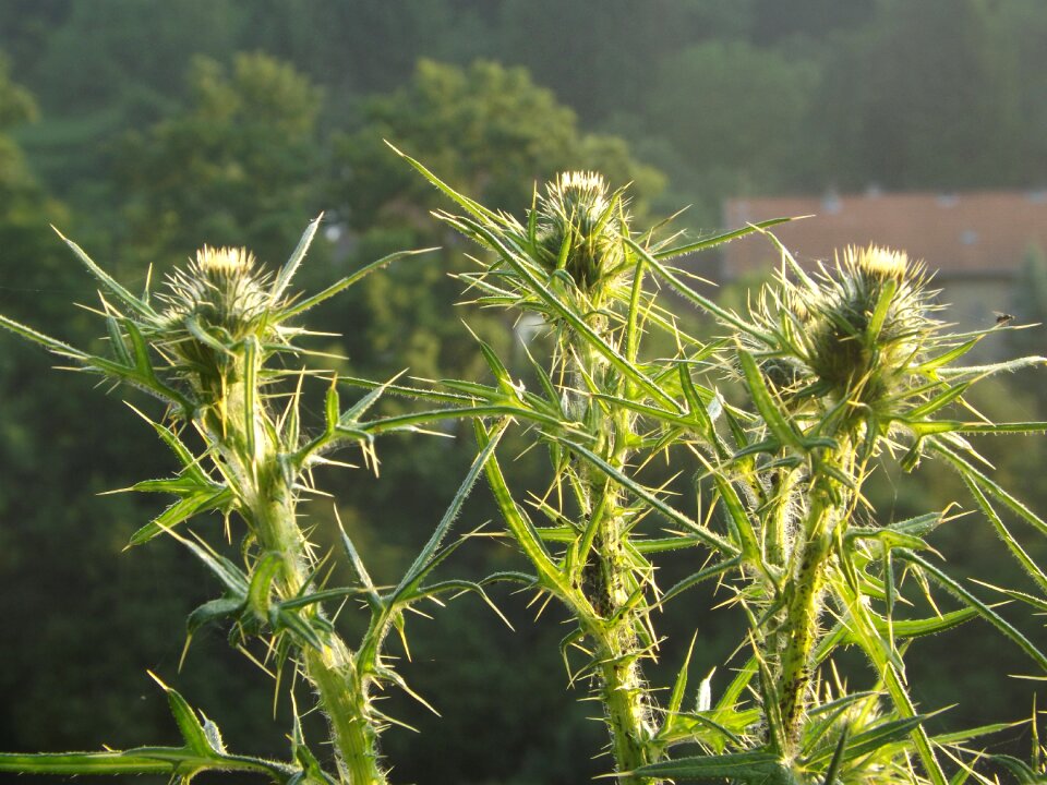 Spiny silver thistle inflorescence