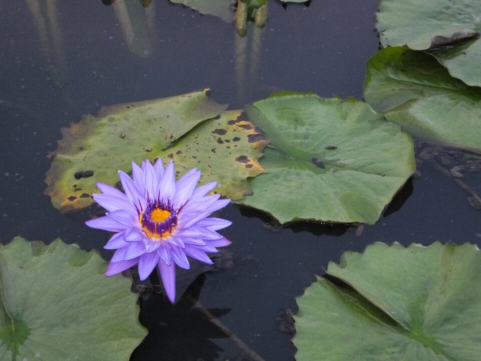Nymphaea alba lotus pond