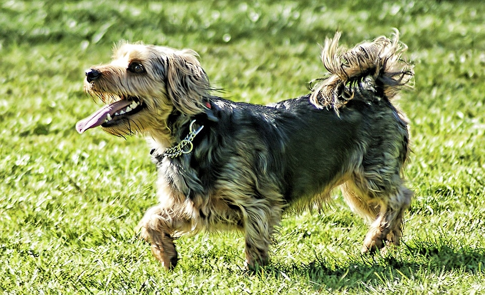 Grass pets nature