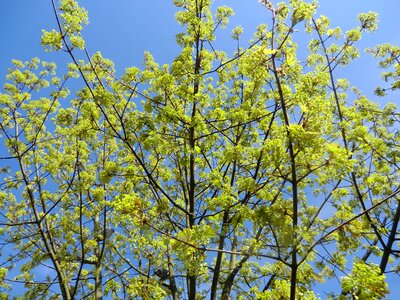 Trees light nature