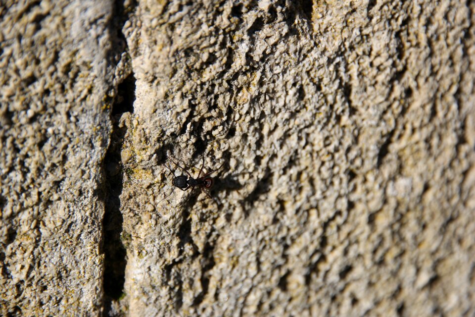Background insect ant