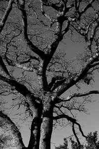 Black and white photography nature