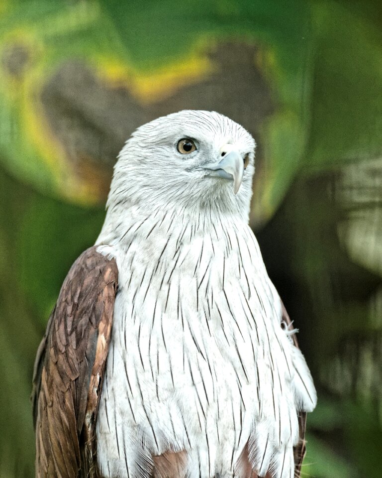 Raptor nature animal