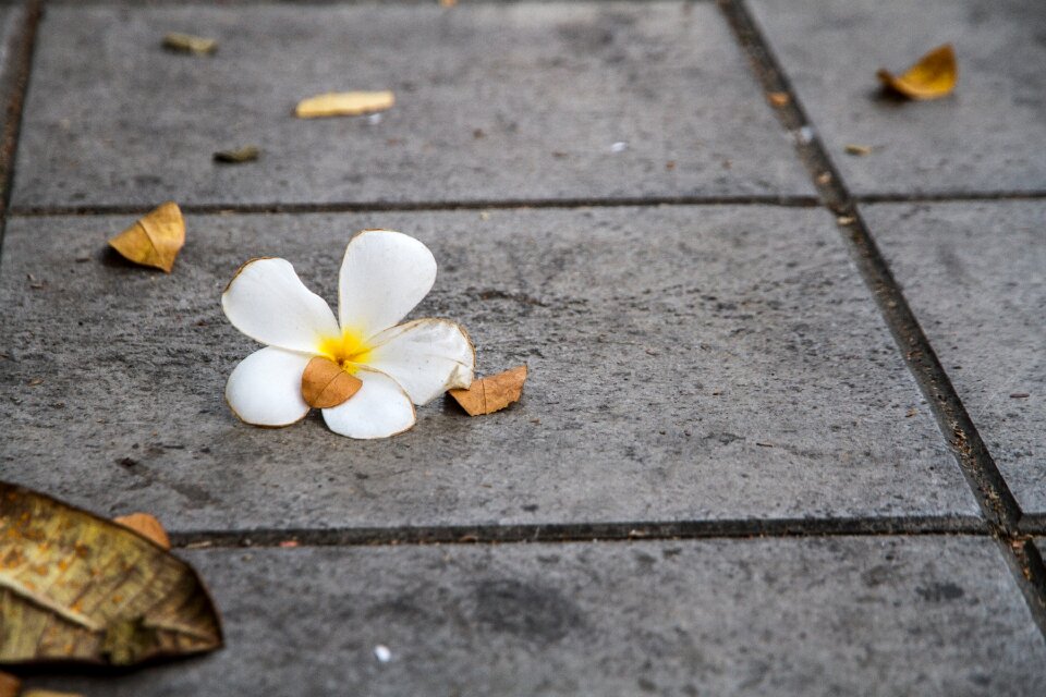 White frangipani fragrapanti