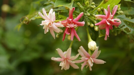 Flower garden garden blooms
