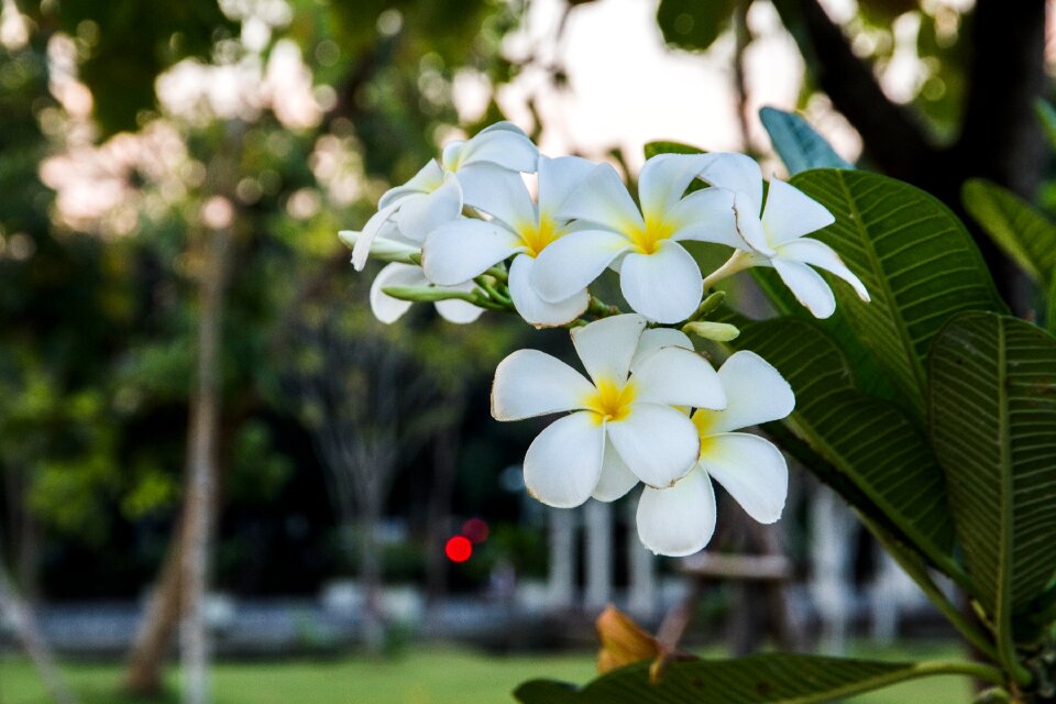 Frangipani fragrapanti more information