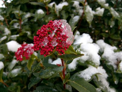 Snow flower nature