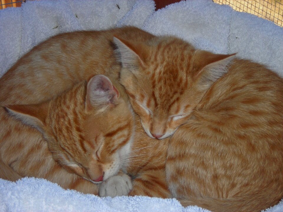 Rudy a young kitten pet