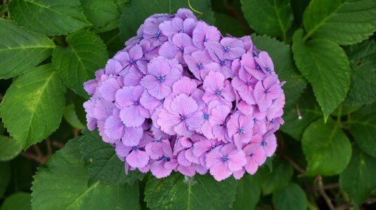 Garden refreshing flower garden