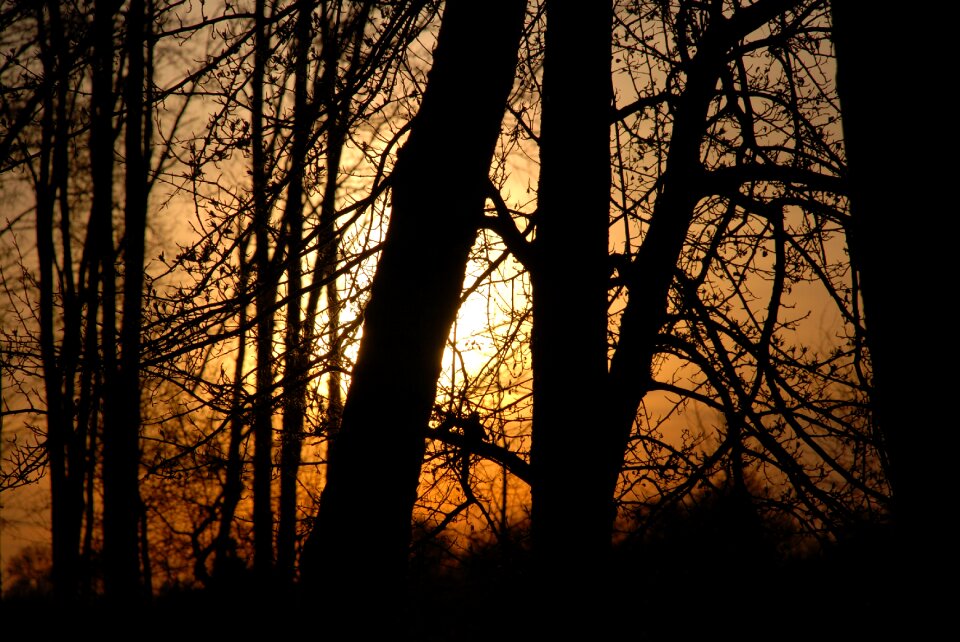 Sun nature silhouette
