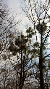 Tree winter fall