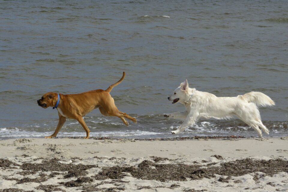 Golden retriever dogs beach