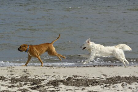 Golden retriever dogs beach photo