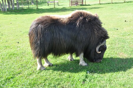 Wildlife hoofed