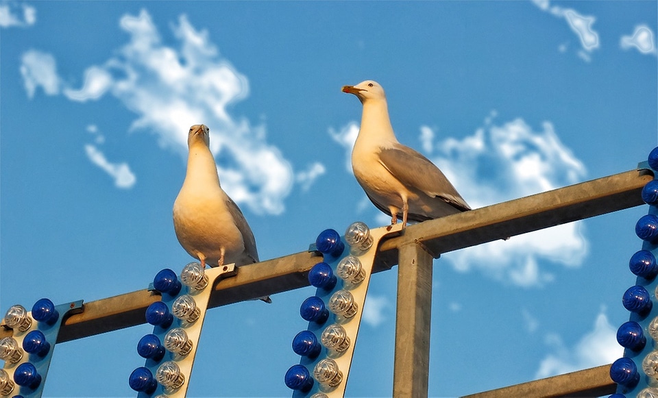 Sky nature gull