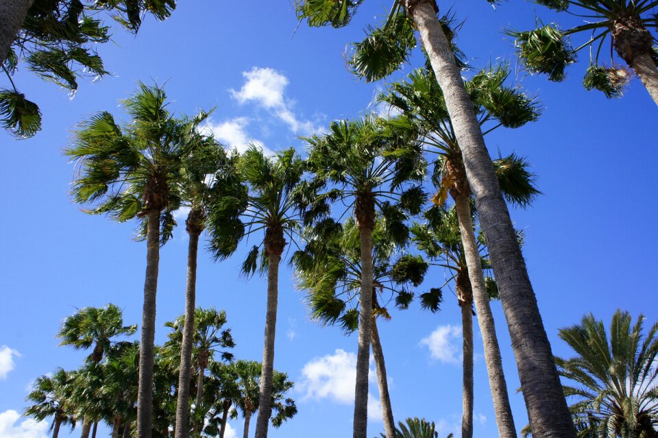 Canary islands palm trees sky