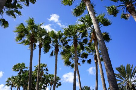 Canary islands palm trees sky