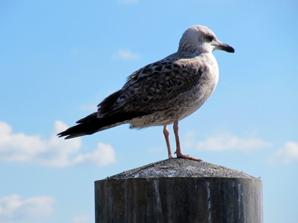 Sea seevogel water bird