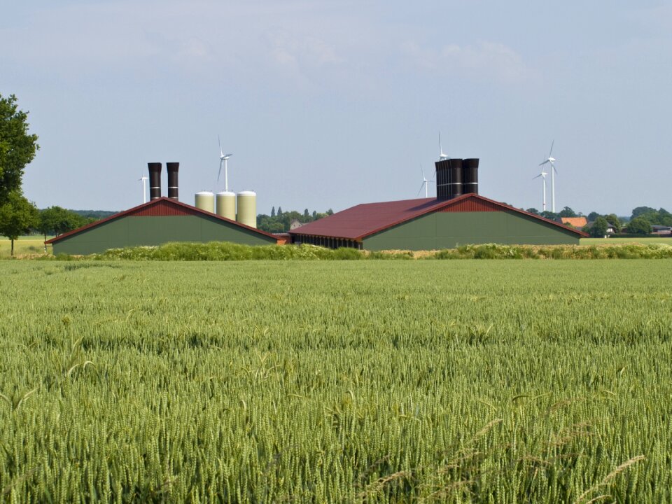 Nature harvest wheat field