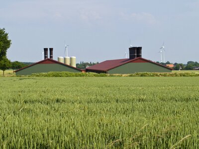 Nature harvest wheat field