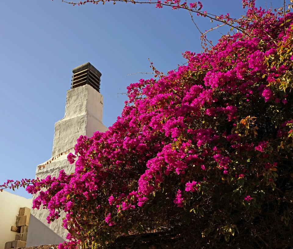 Flowering shrub flourishing tree purple