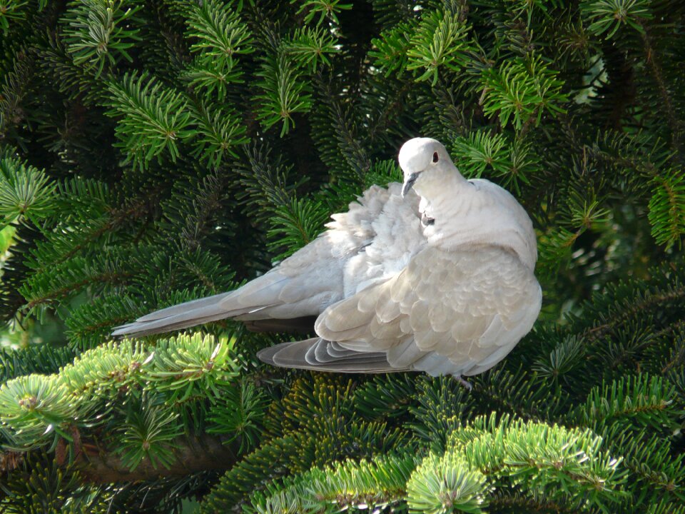 Nature room gentleness
