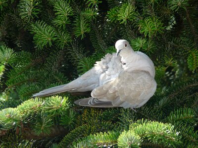 Nature room gentleness