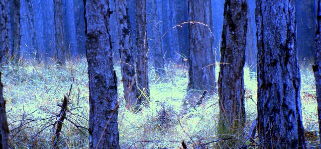 Tree bark trees pine wood photo