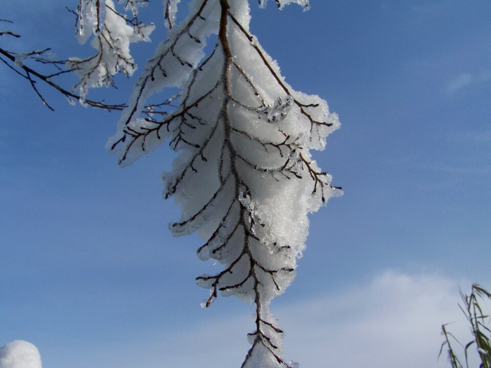 Snowy bough winter nature
