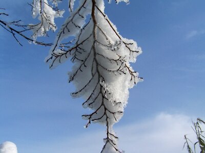 Snowy bough winter nature