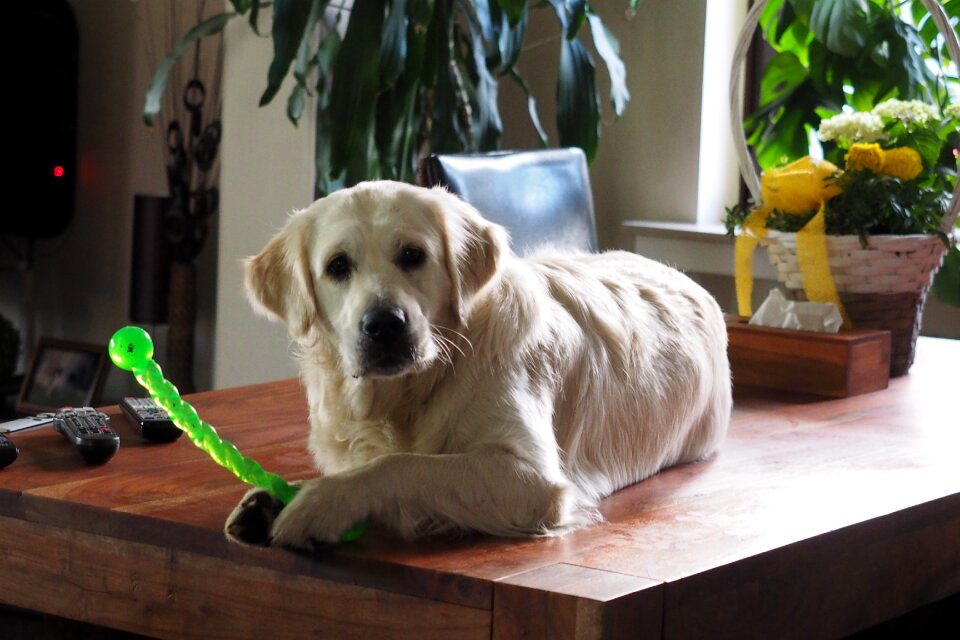 Golden retriever dog animal