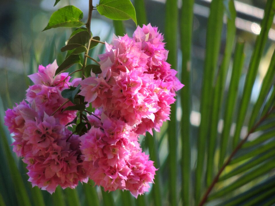 Nature flora bloom