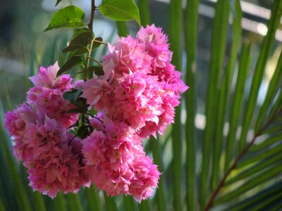 Nature flora bloom