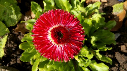 Nature spring plant